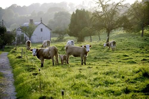 Camembert France
