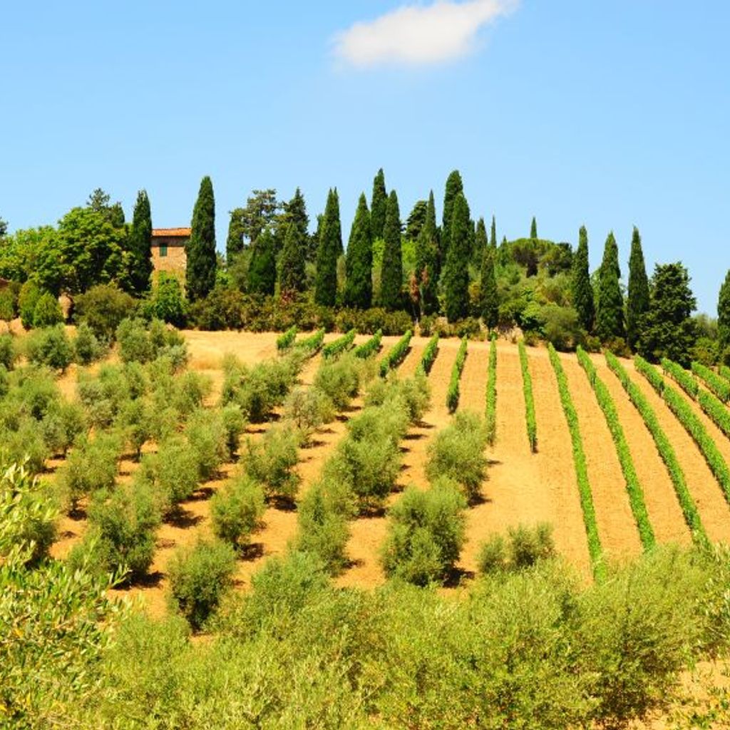 Hill Of Tuscany
