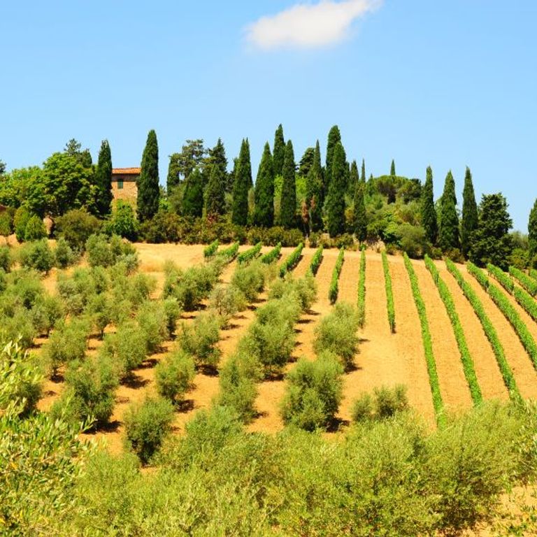 Hill Of Tuscany