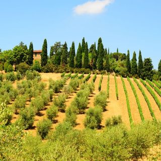 Hill Of Tuscany