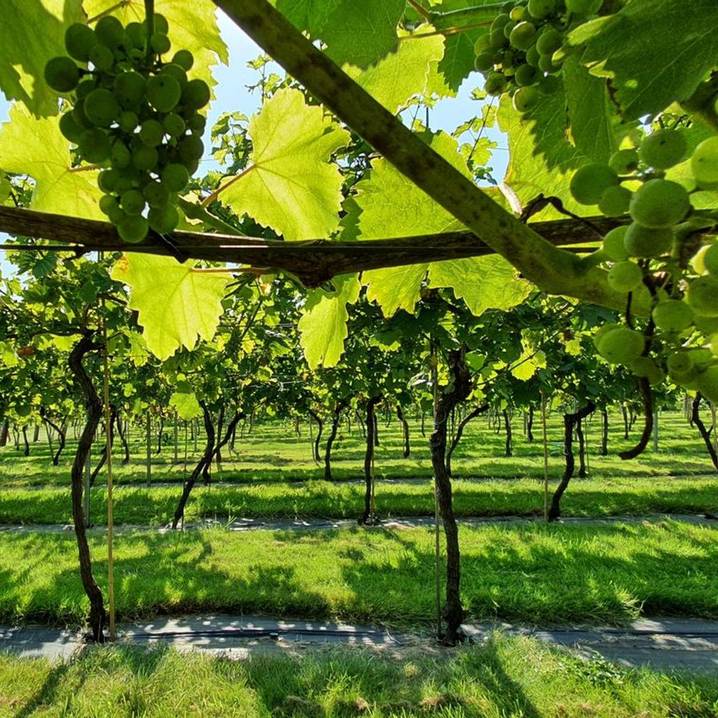 Best Vineyards in England