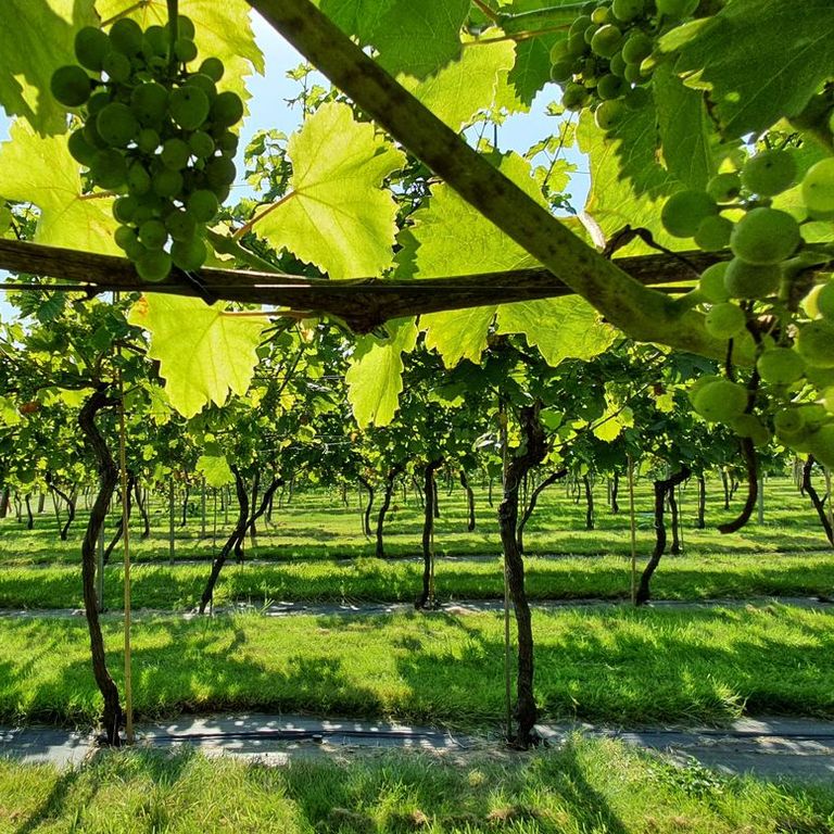 Best Vineyards in England