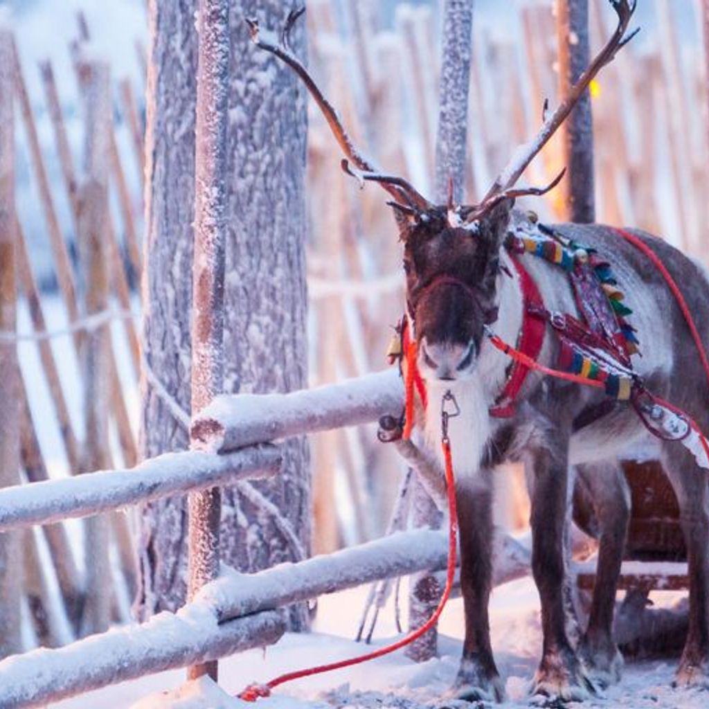Things to do in Lapland header